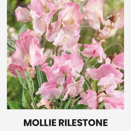 PELĖŽIRNIAI KVAPIEJI MOLLIE RILESTONE