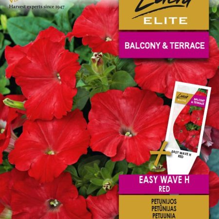 PETUNIJOS EASY WAVE H RED