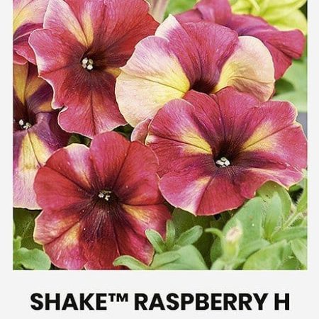 PETUNIJOS GAUS. SHAKE™ RASPBERRY H