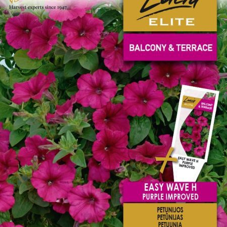 PETUNIJOS WAVE H PURPLE IMPROVED