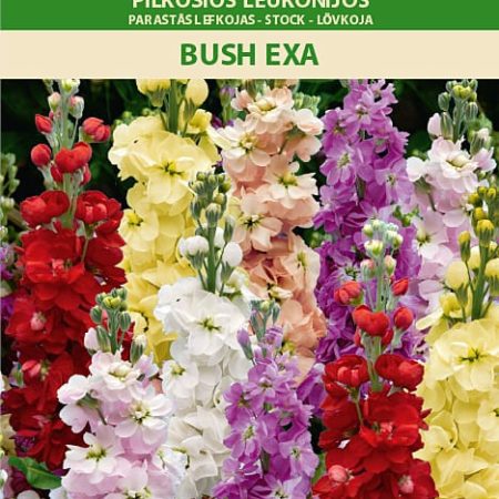 PILKOSIOS LEUKONIJOS BUSH EXA
