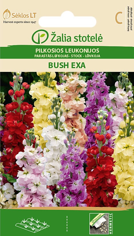 PILKOSIOS LEUKONIJOS BUSH EXA