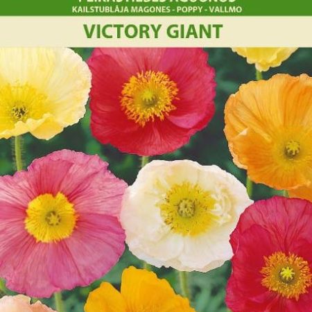 PLIKASTIEBĖS AGUONOS VICTORY GIANT