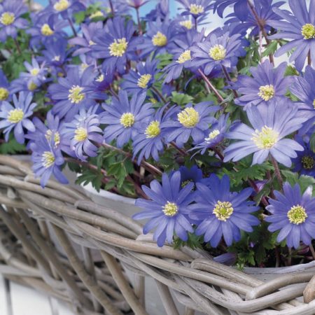 PLUKĖS MALONIOSIOS BLUE SHADES