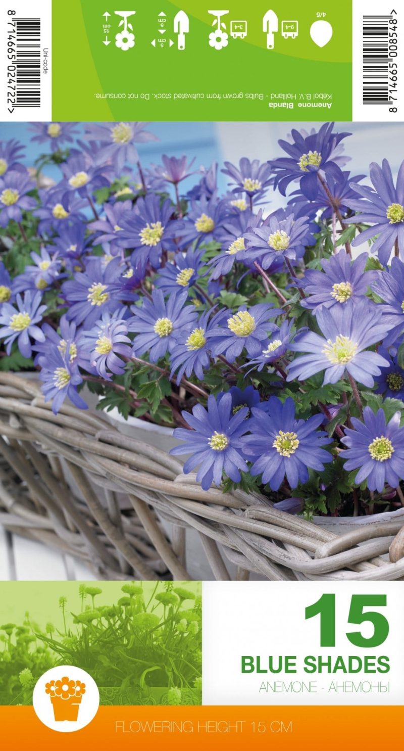 PLUKĖS MALONIOSIOS BLUE SHADES