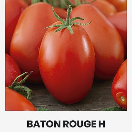 POMIDORAI VALGOM. BATON ROUGE H