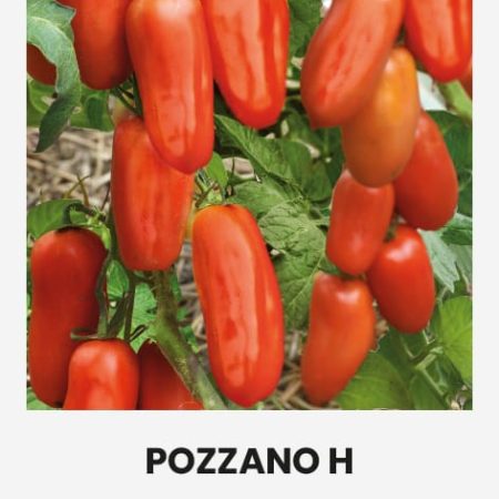 POMIDORAI VALGOMEJI POZZANO H