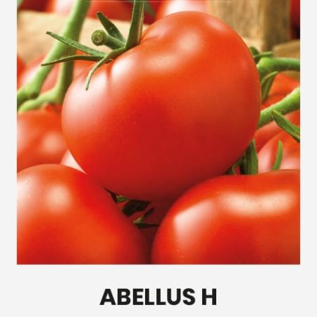POMIDORAI VALGOMIEJI ABELLUS H