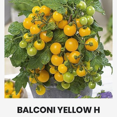 POMIDORAI VALGOMIEJI BALCONI YELLOW H