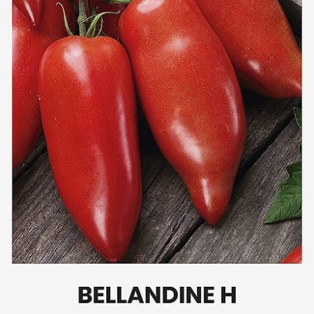 POMIDORAI VALGOMIEJI BELLANDINE H