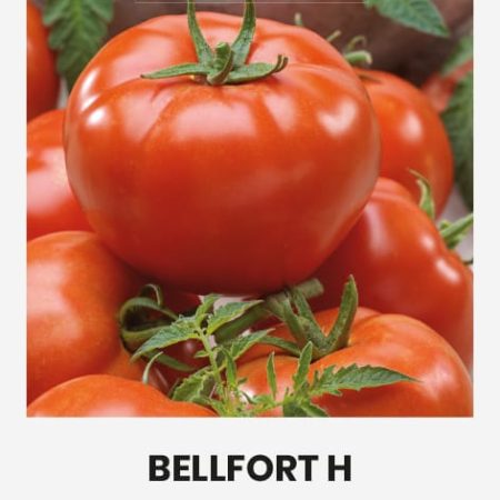 POMIDORAI VALGOMIEJI BELLFORT H