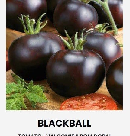 POMIDORAI VALGOMIEJI BLACKBALL