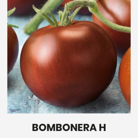 POMIDORAI VALGOMIEJI BOMBONERA H