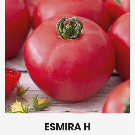 POMIDORAI VALGOMIEJI ESMIRA H
