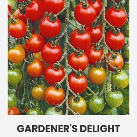 POMIDORAI VALGOMIEJI GARDENER S DELIGHT