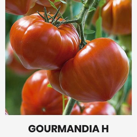 POMIDORAI VALGOMIEJI GOURMANDIA H