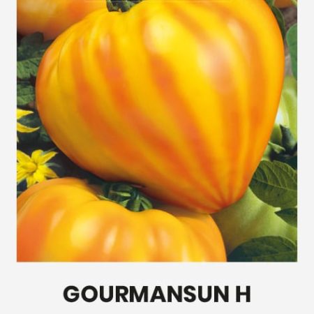 POMIDORAI VALGOMIEJI GOURMANSUN H