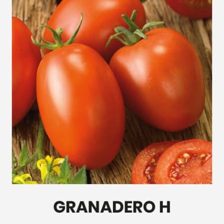 POMIDORAI VALGOMIEJI GRANADERO H