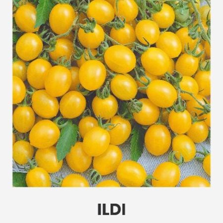POMIDORAI VALGOMIEJI ILDI