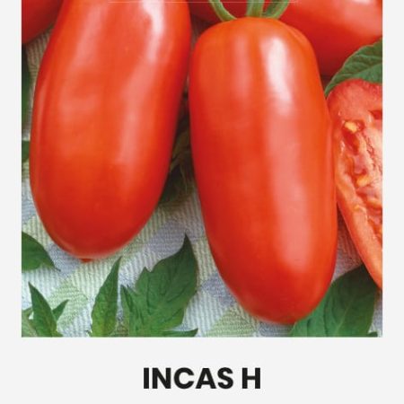 POMIDORAI VALGOMIEJI INCAS H