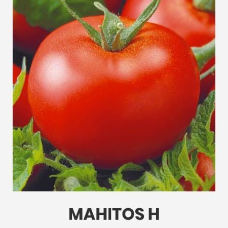 POMIDORAI VALGOMIEJI MAHITOS H