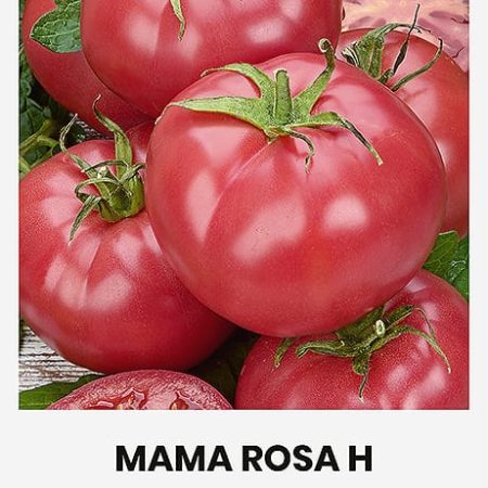 POMIDORAI VALGOMIEJI MAMA ROSA H