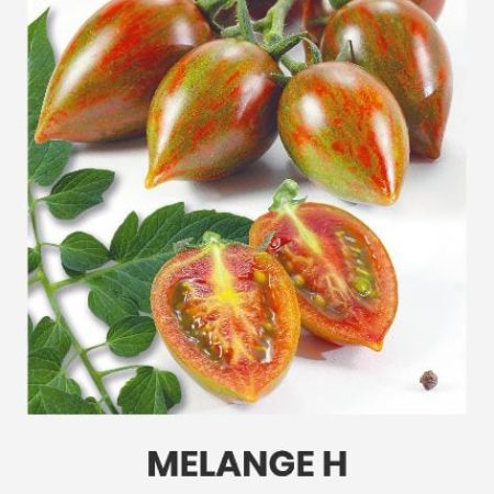 POMIDORAI VALGOMIEJI MELANGE H
