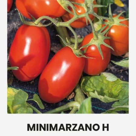 POMIDORAI VALGOMIEJI MINIMARZANO H