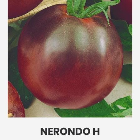 POMIDORAI VALGOMIEJI NERONDO H