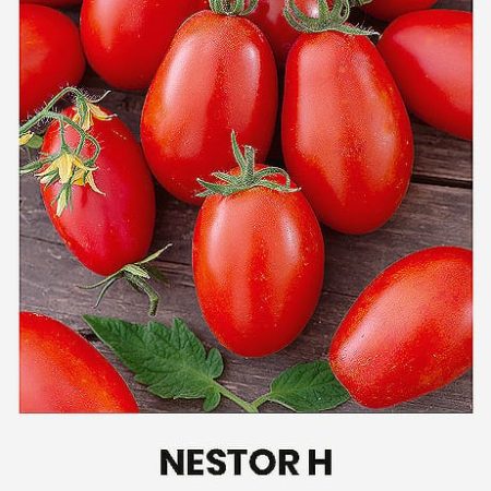 POMIDORAI VALGOMIEJI NESTOR H