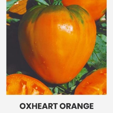 POMIDORAI VALGOMIEJI OXHEART ORANGE