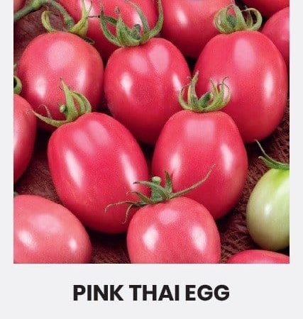 POMIDORAI VALGOMIEJI PINK THAI EGG