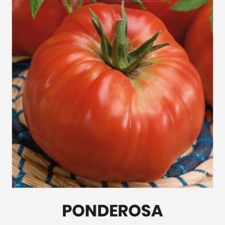 POMIDORAI VALGOMIEJI PONDEROSA