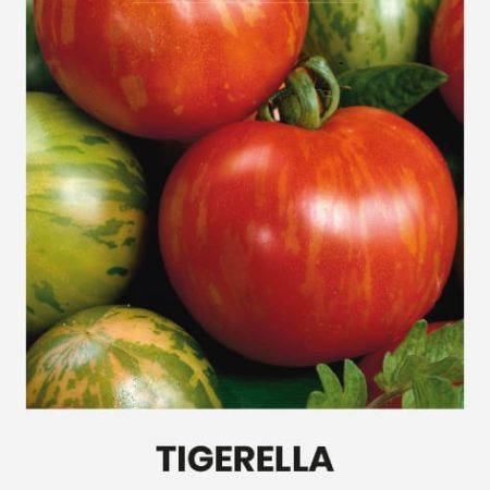 POMIDORAI VALGOMIEJI TIGERELLA