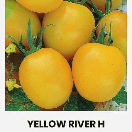 POMIDORAI VALGOMIEJI YELLOW RIVER H