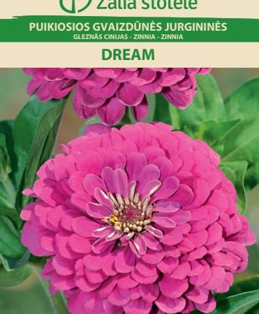 PUIKIOSIOS GVAIZDŪNĖS DREAM