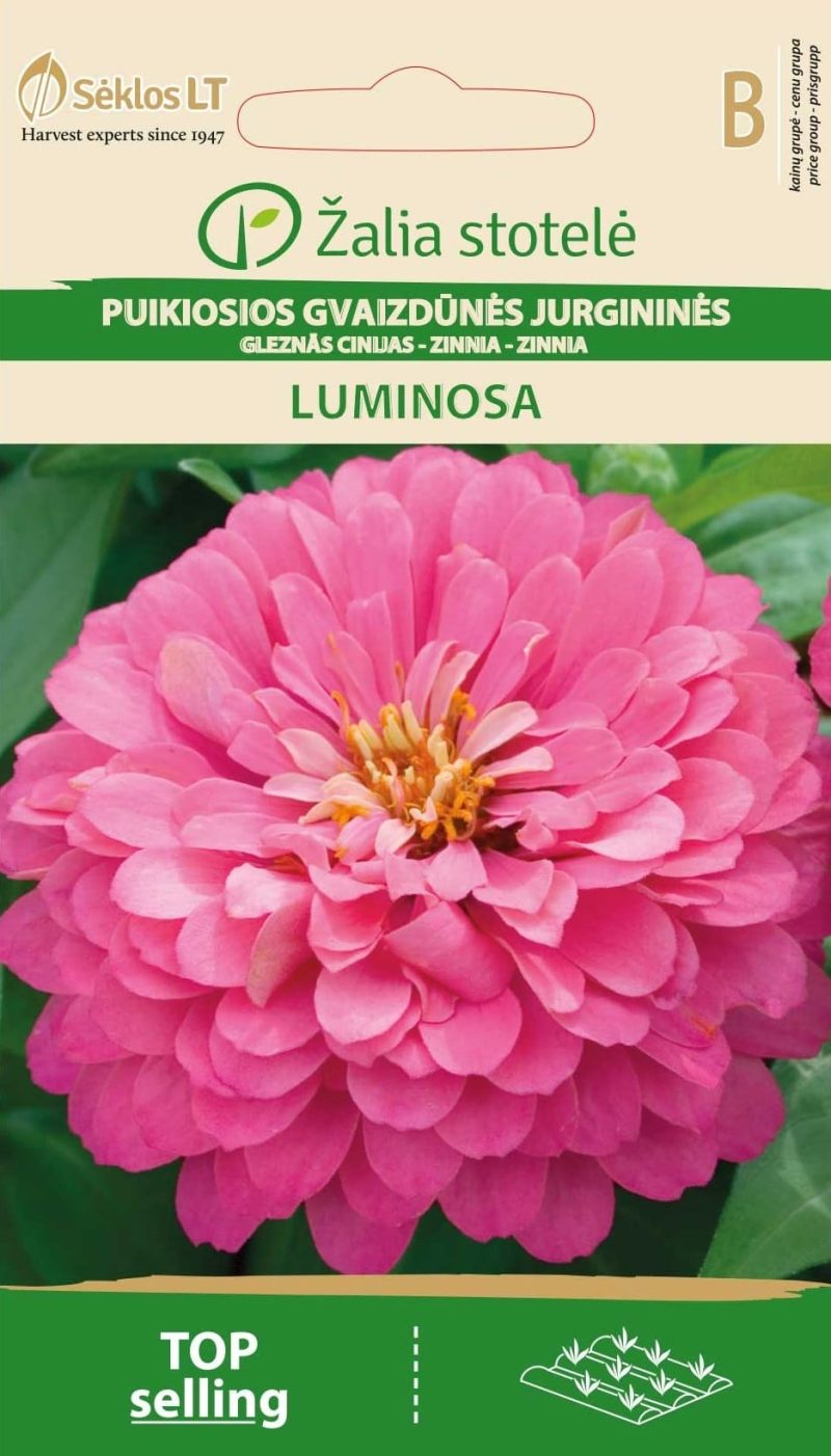 PUIKIOSIOS GVAIZDŪNĖS LUMINOSA