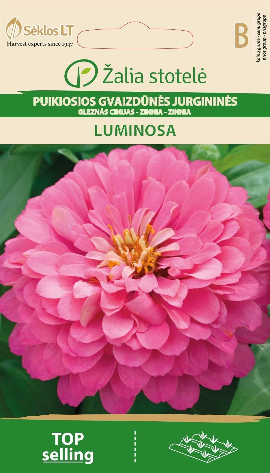 PUIKIOSIOS GVAIZDŪNĖS LUMINOSA