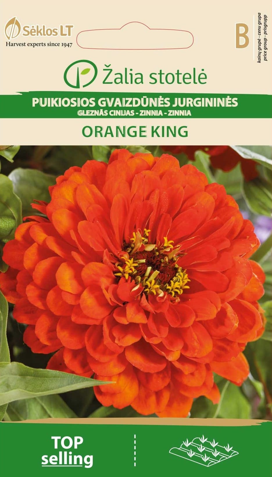 PUIKIOSIOS GVAIZDŪNĖS ORANGE KING
