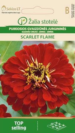 PUIKIOSIOS GVAIZDŪNĖS SCARLET FLAME