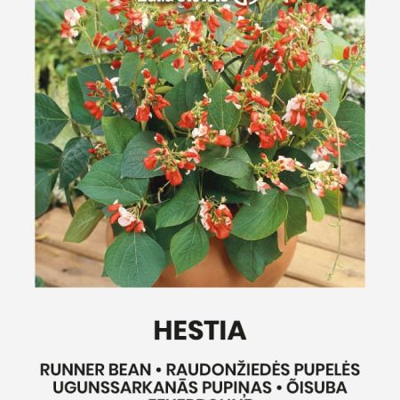 PUPELĖS RAUDONŽIEDĖS HESTIA