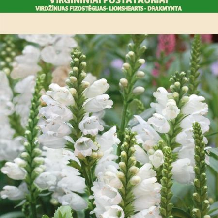 PŪSTATAURIAI VIRGININIAI