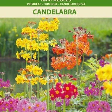 RAKTAŽOLĖS CANDELABRA