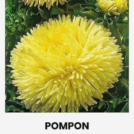 RATILIAI KININIAI POMPON GELTONI