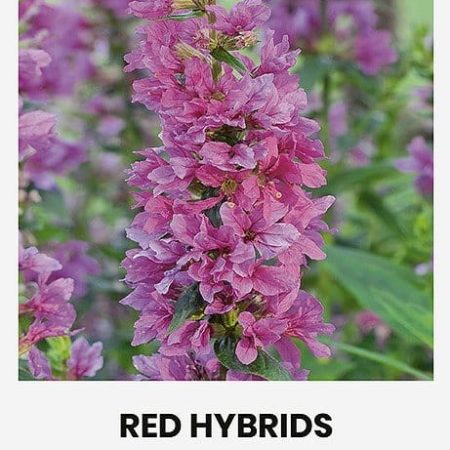 RAUDOKLĖS PAPRASTOSIOS RED HYBRIDS