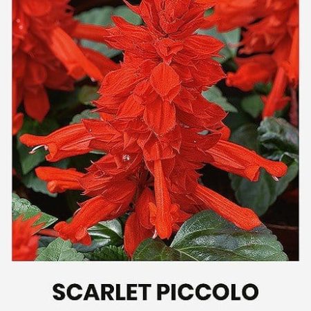 RAUDONŽIEDŽIAI ŠALAVIJAI SCARLET PICCOLO