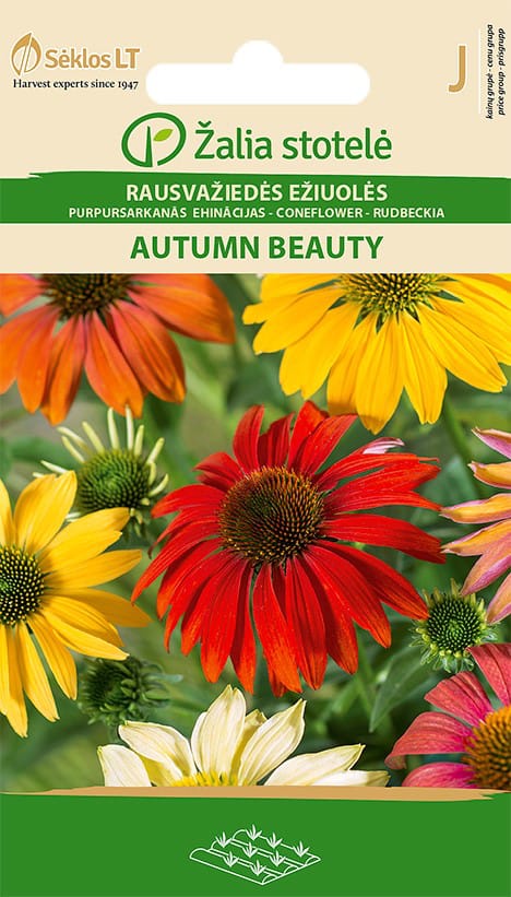 RAUSVAŽIEDĖS EŽIUOLĖS AUTUMN BEAUTY