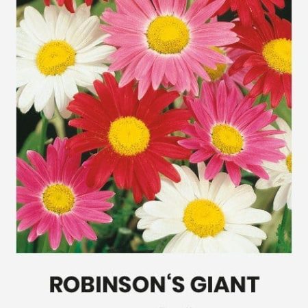 RAUSVAŽIEDŽIAI SKAISTENIAI ROBINSON S GIANT