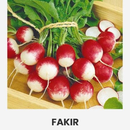RIDIKĖLIAI VALGOMIEJI FAKIR