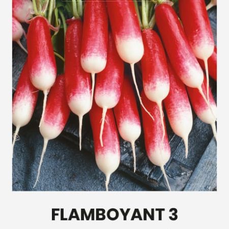 RIDIKĖLIAI VALGOMIEJI FLAMBOYANT 3